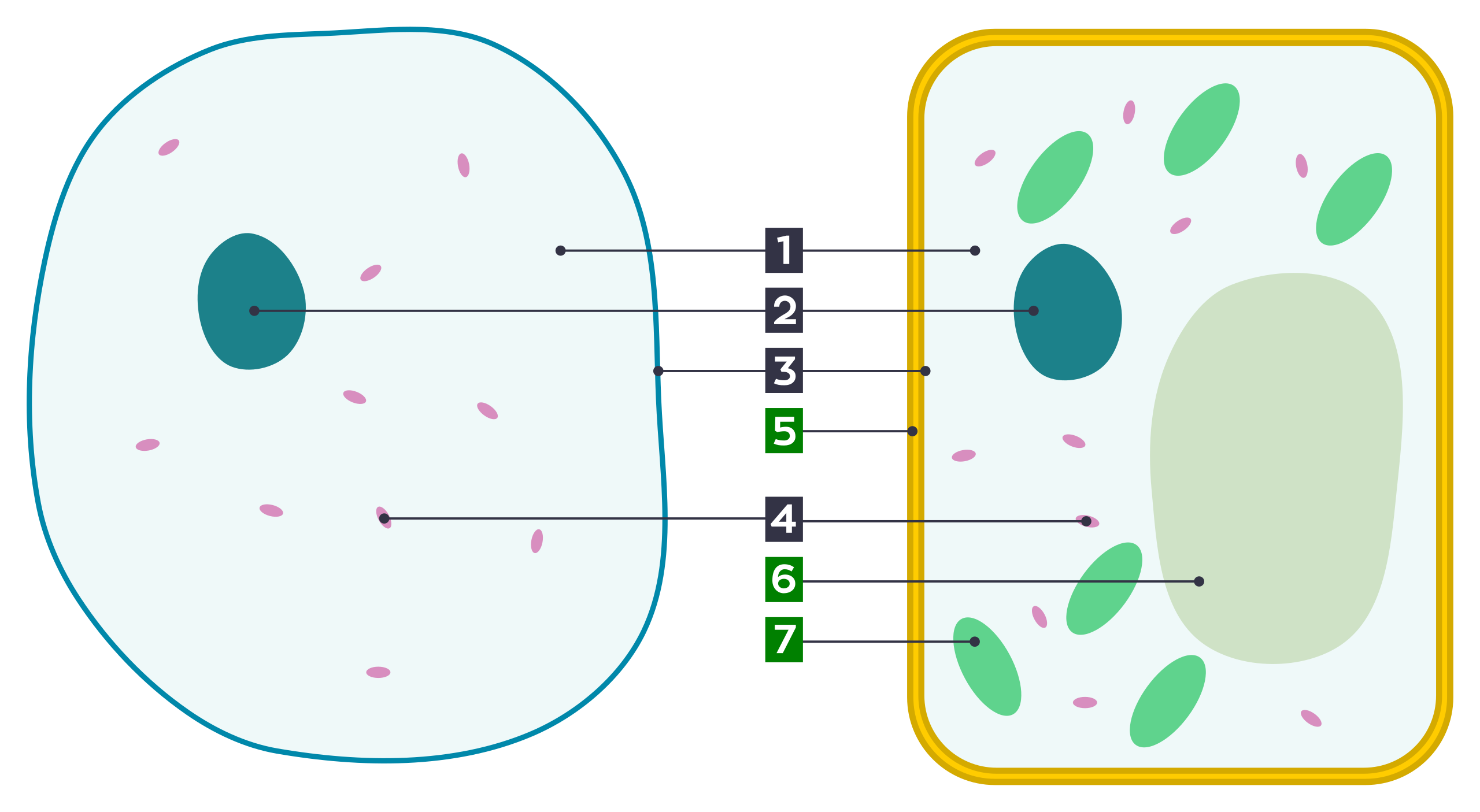 File Differences Between Simple Animal And Plant Cells numbers svg Wikimedia Commons