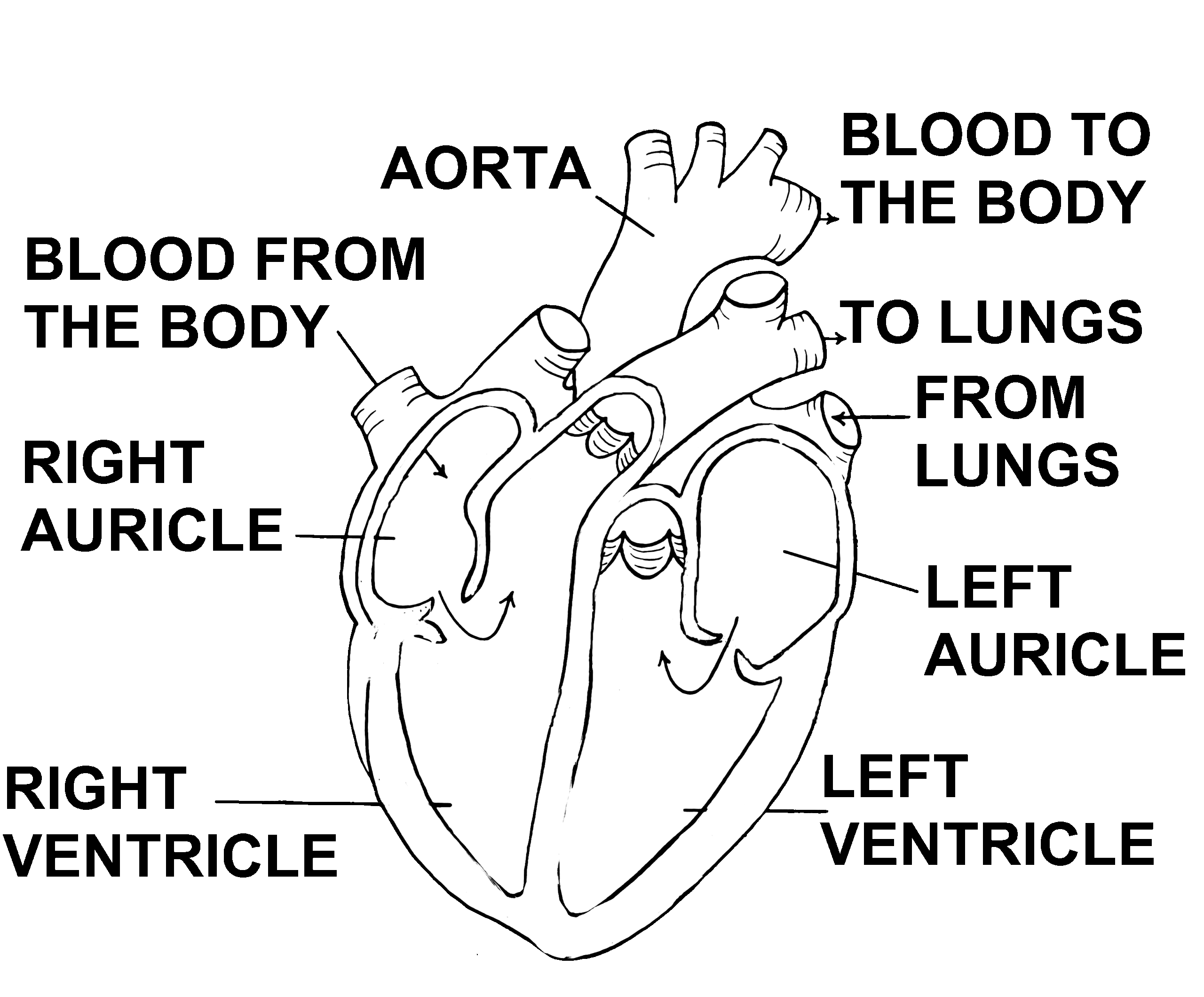 Black And White Diagram Of Heart