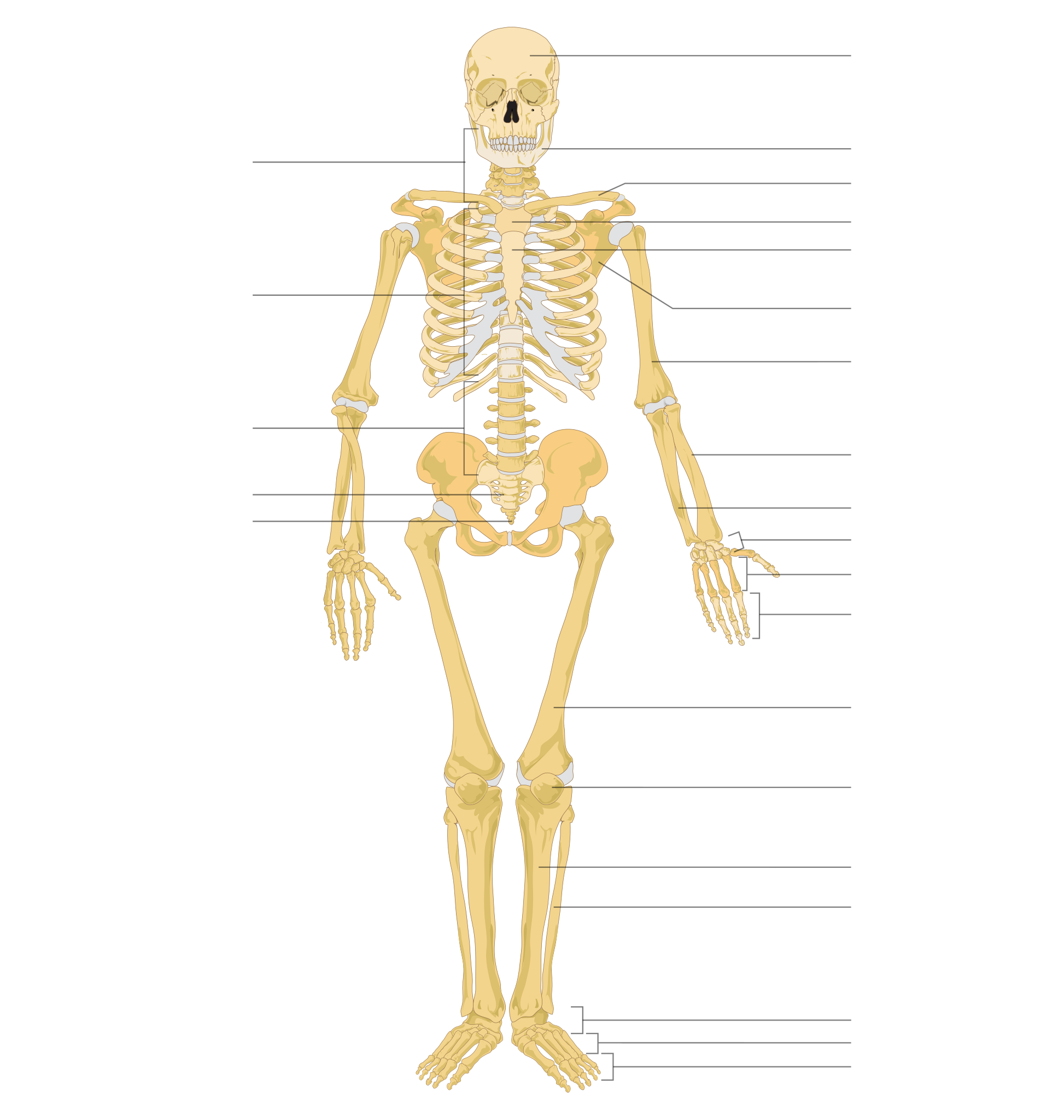 File Human Skeleton Front Arrows No Labels svg Wikimedia Commons