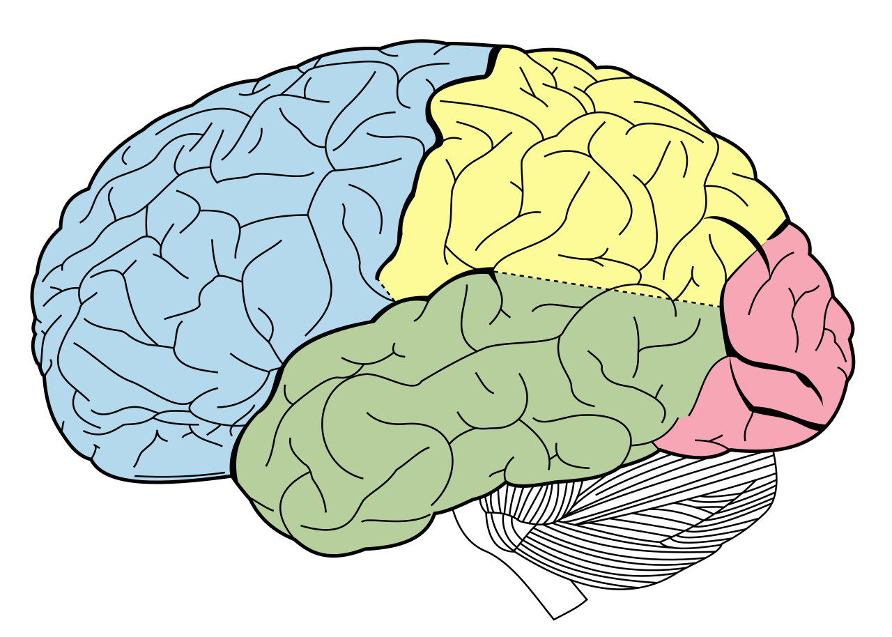 File Lobes Of The Brain NL svg Wikipedia