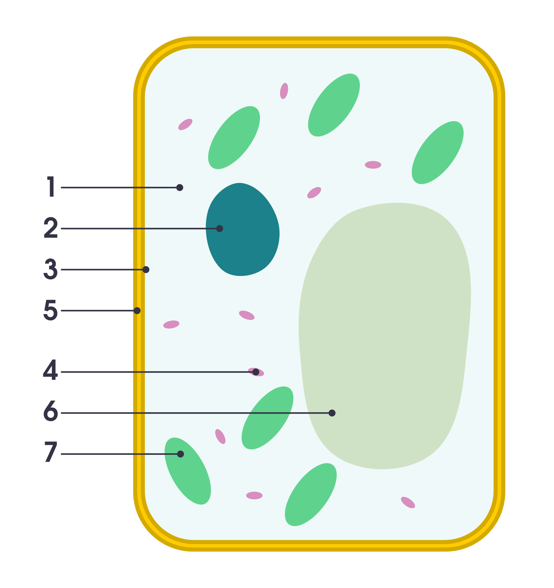 File Simple Diagram Of Plant Cell numbers svg Wikimedia Commons