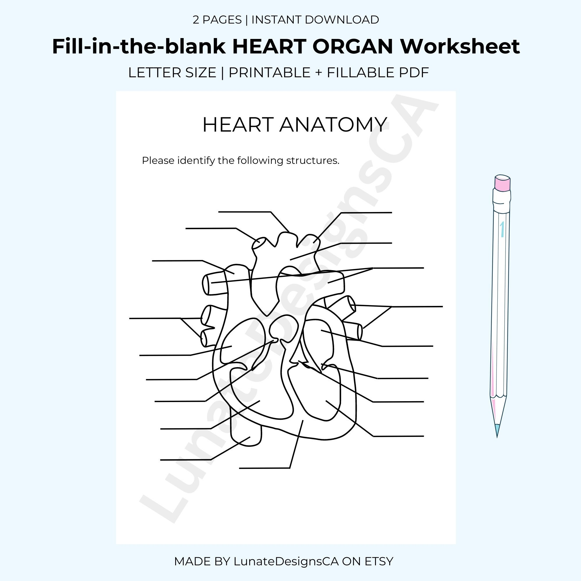 Fill in the blank Anatomy Organ Worksheet HEART Answer Key Provided Student Study Resources And Tools For Science nursing Students Etsy