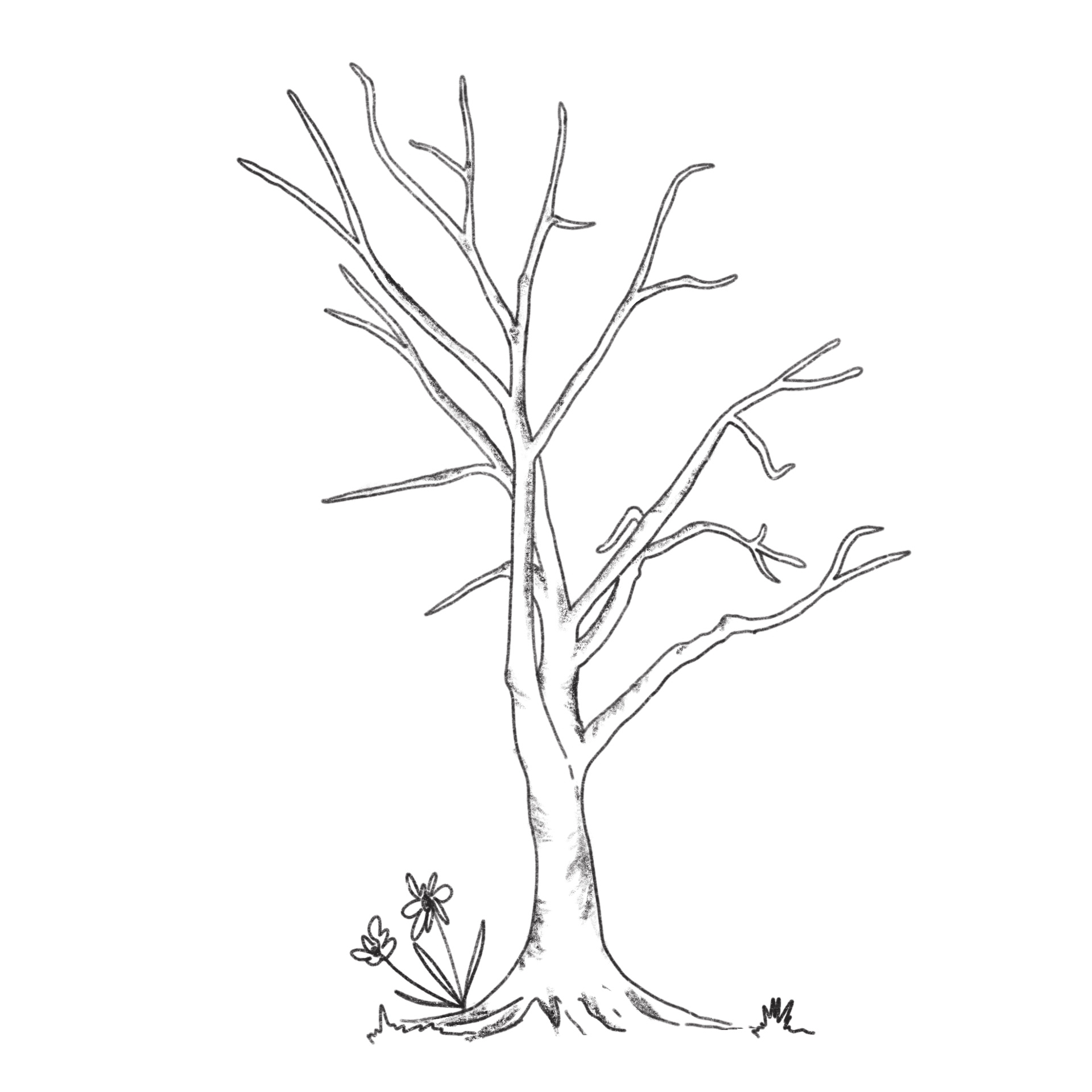 Template Of Tree Without Leaves