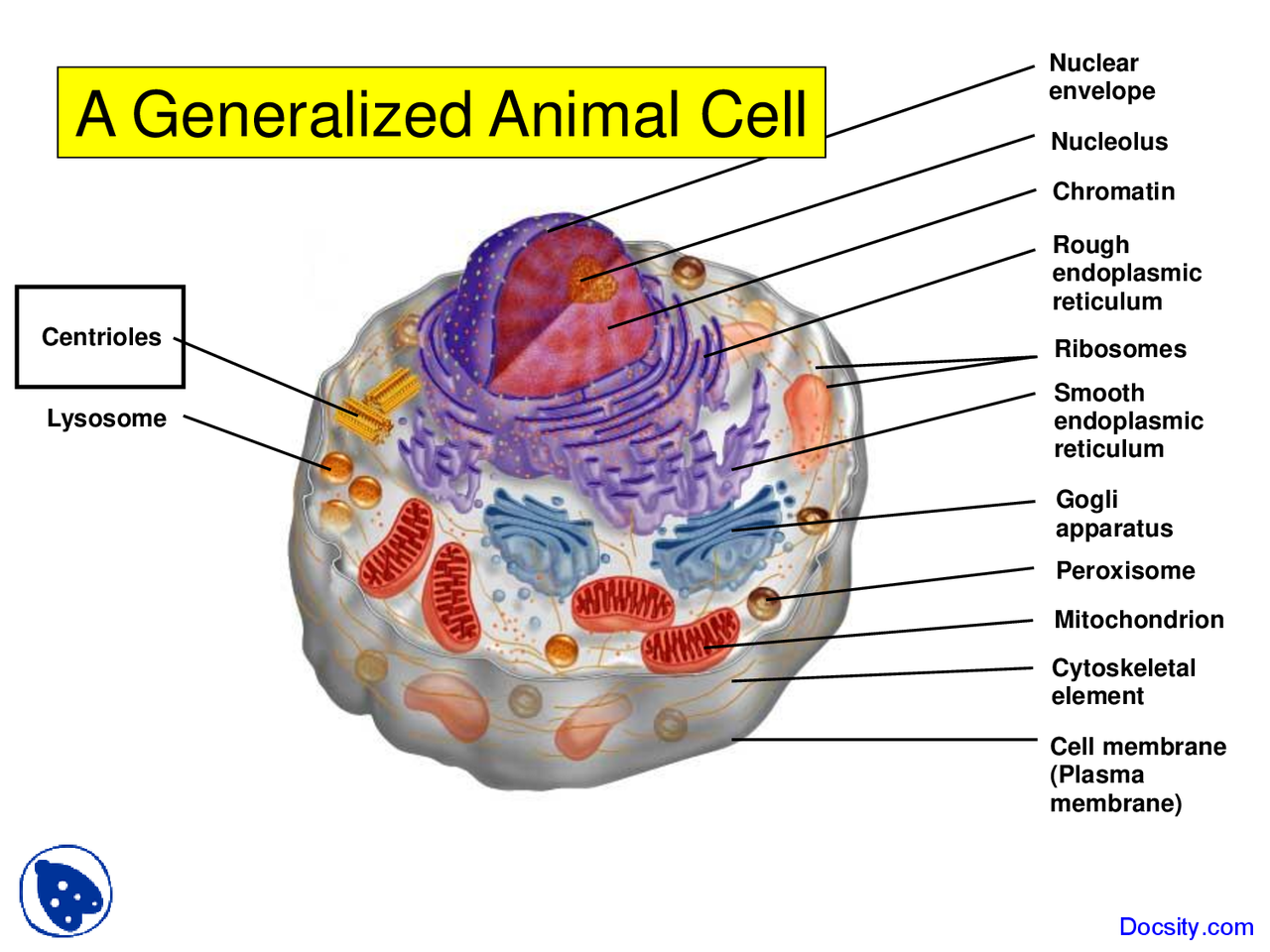 Generalized Animal Cell Introduction To Biology Lecture Slides Slides Biology Docsity