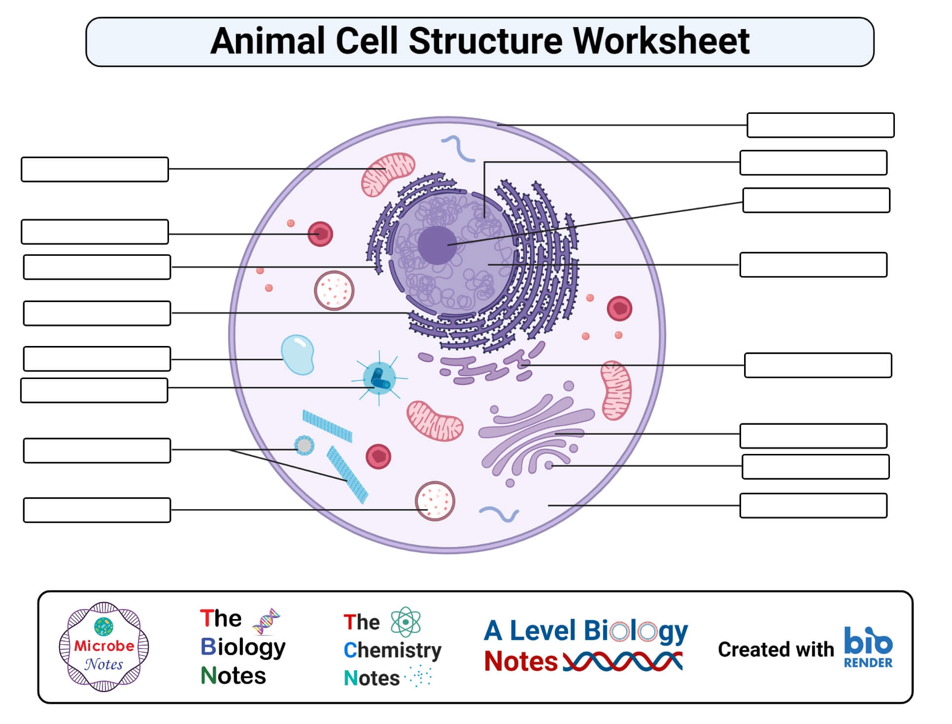 Grade 8 Animal Cell Worksheets 2025