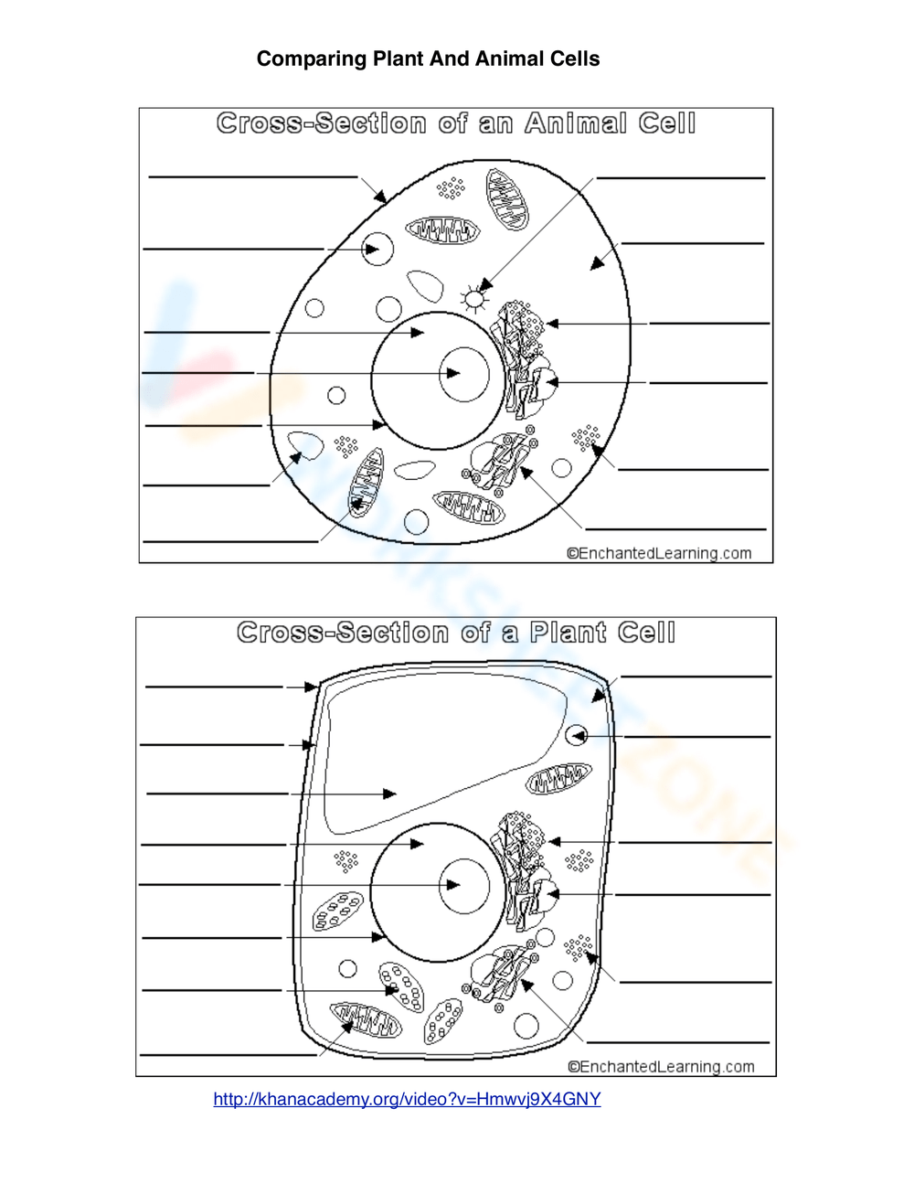 Grade 8 Animal Cell Worksheets 2025