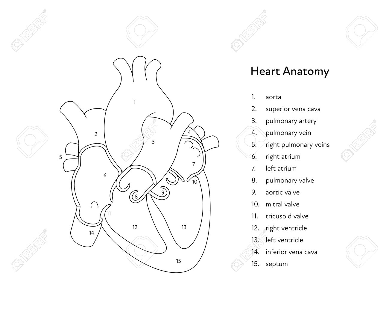 Heart Fill In The Blank Diagram