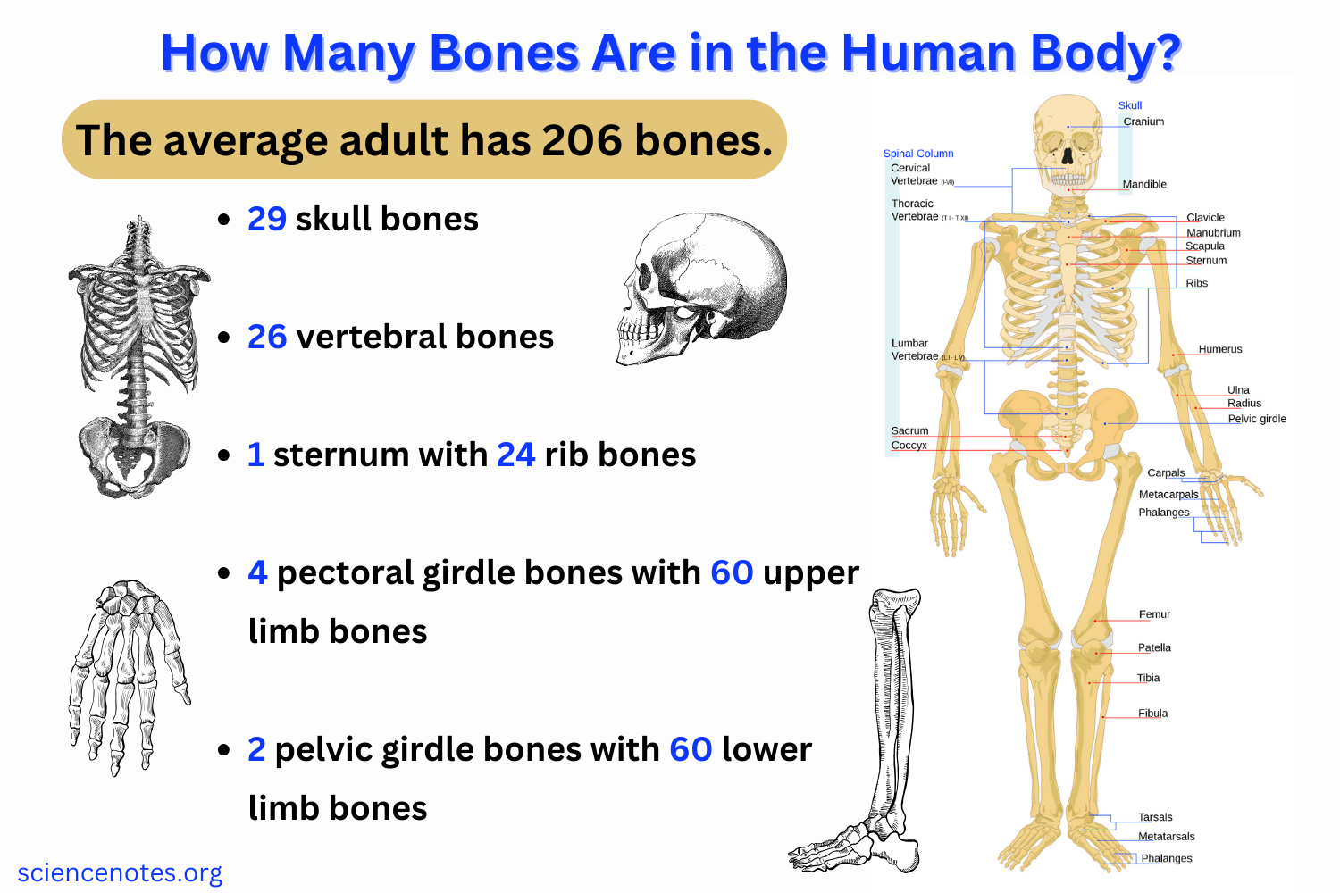 How Many Bones Are In The Human Body 