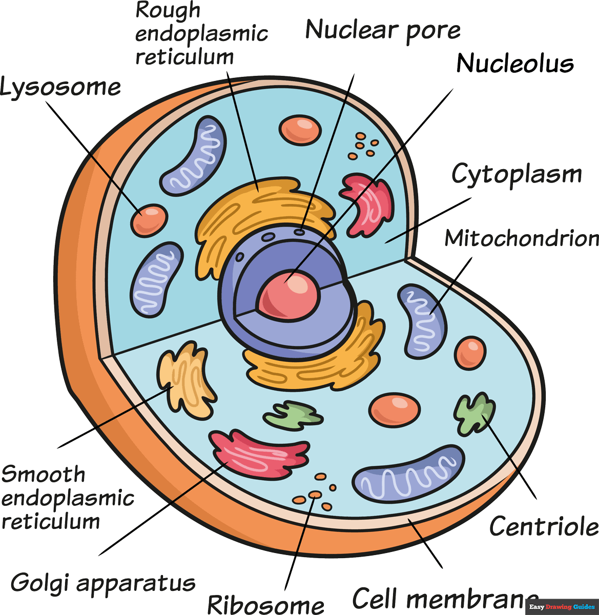How To Draw An Animal Cell Really Easy Drawing Tutorial