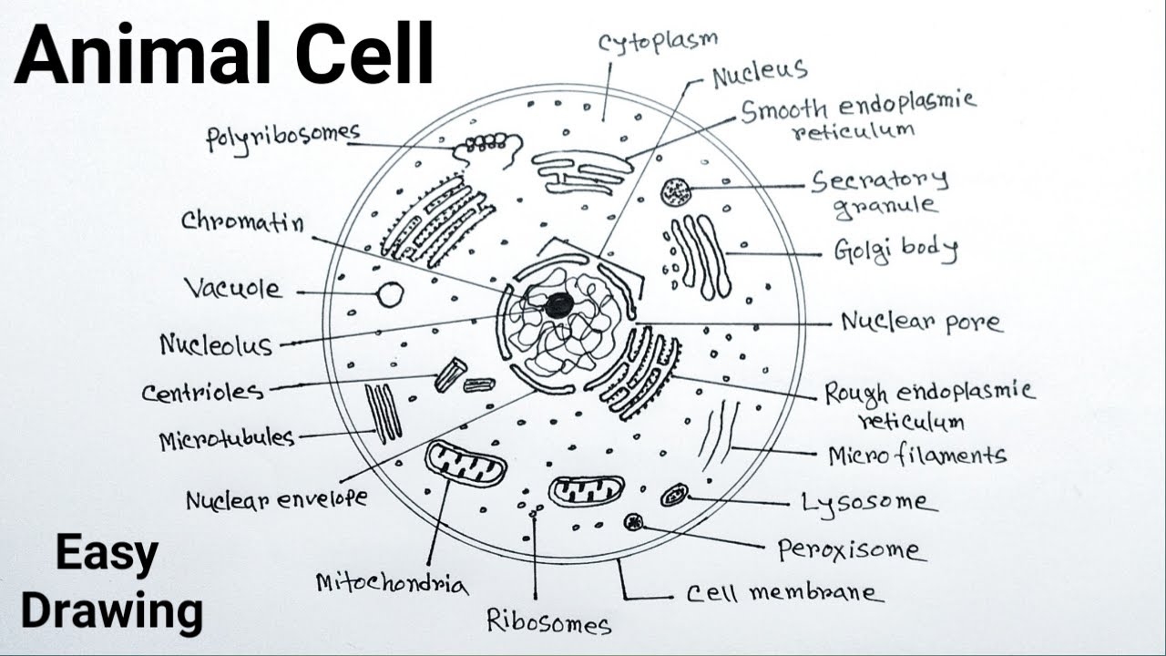Animal Cell Diagram Black And White
