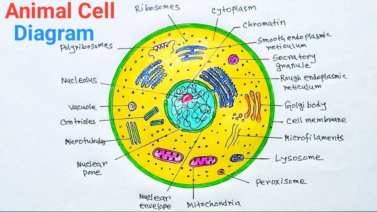 How To Draw Animal Cell With Colour Animal Cell Diagram With Colour YouTube