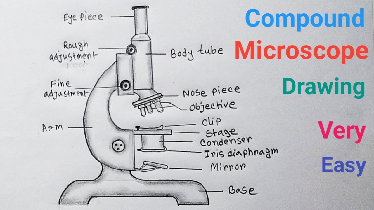 How To Draw Compound Microscope Easy Step Microscope Drawing With Label YouTube