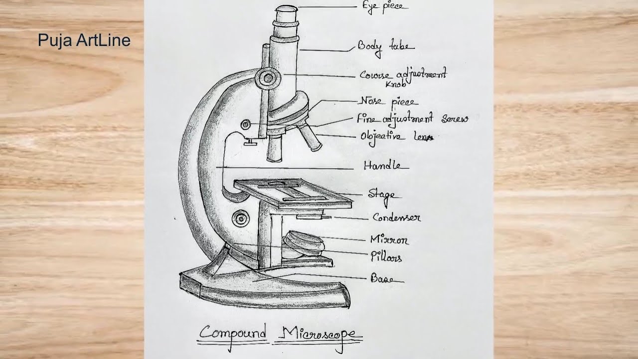 Labelled Diagram Of A Microscope