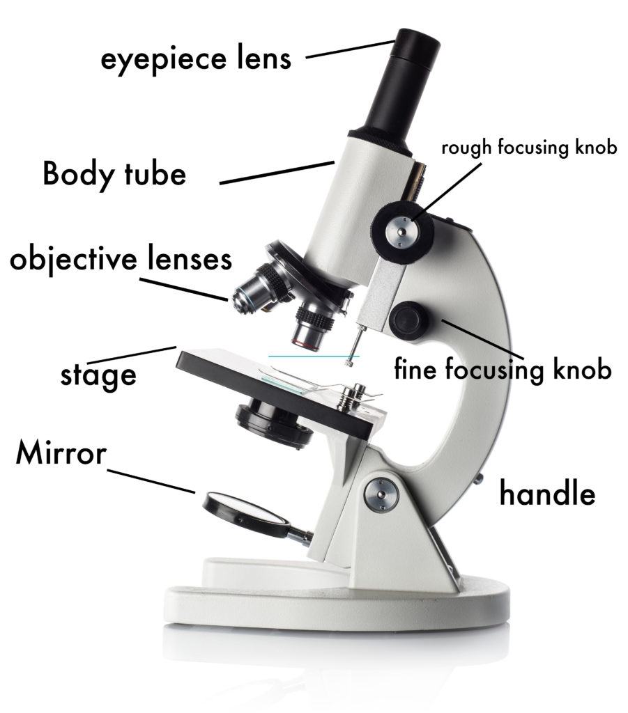 How To Use A Microscope
