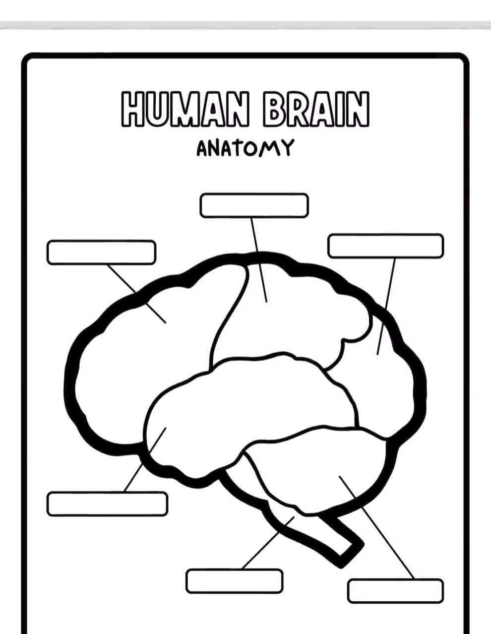 Blank Diagram Of The Brain To Label