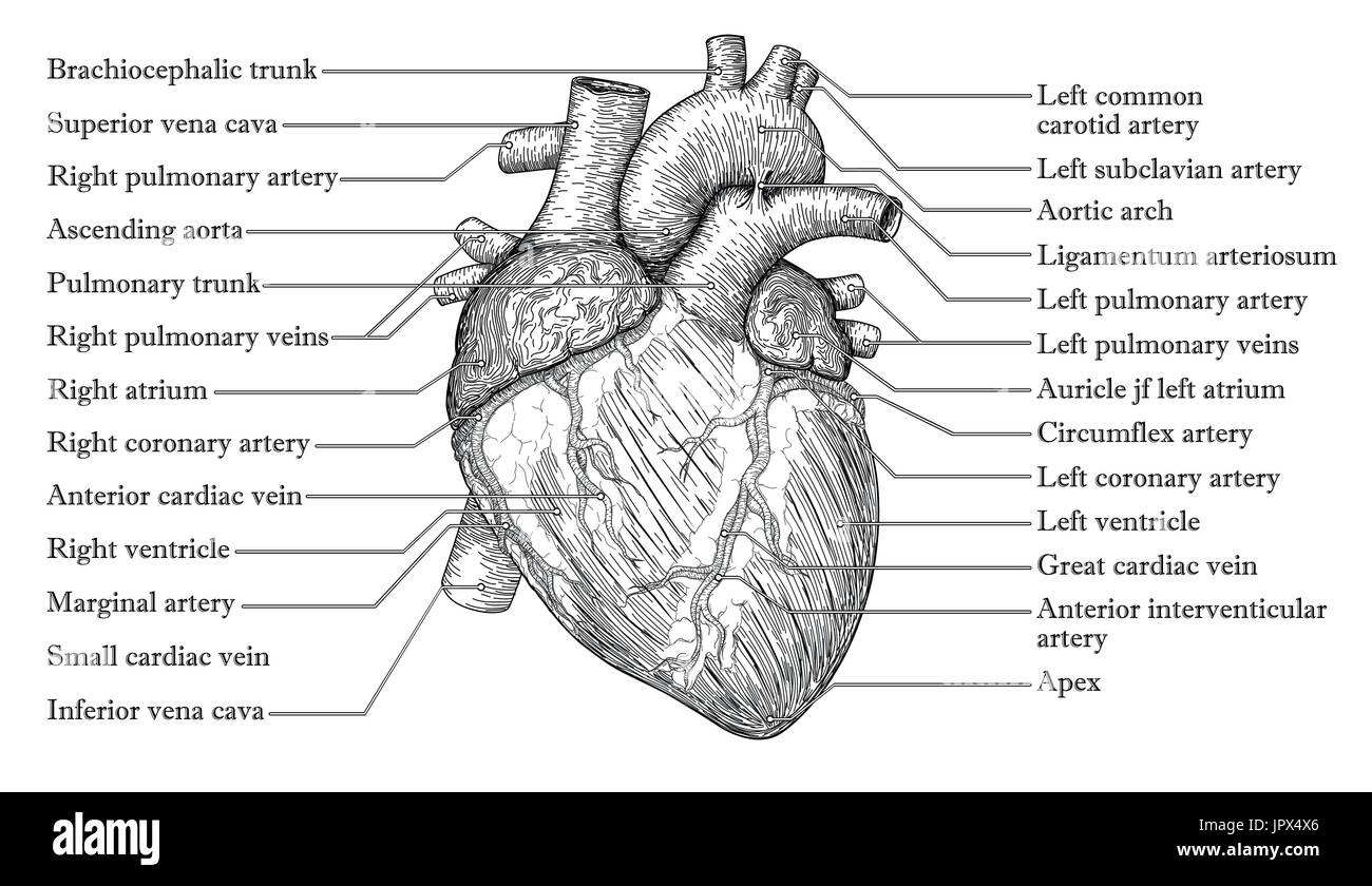Human Heart Black And White Stock Photos Images Alamy