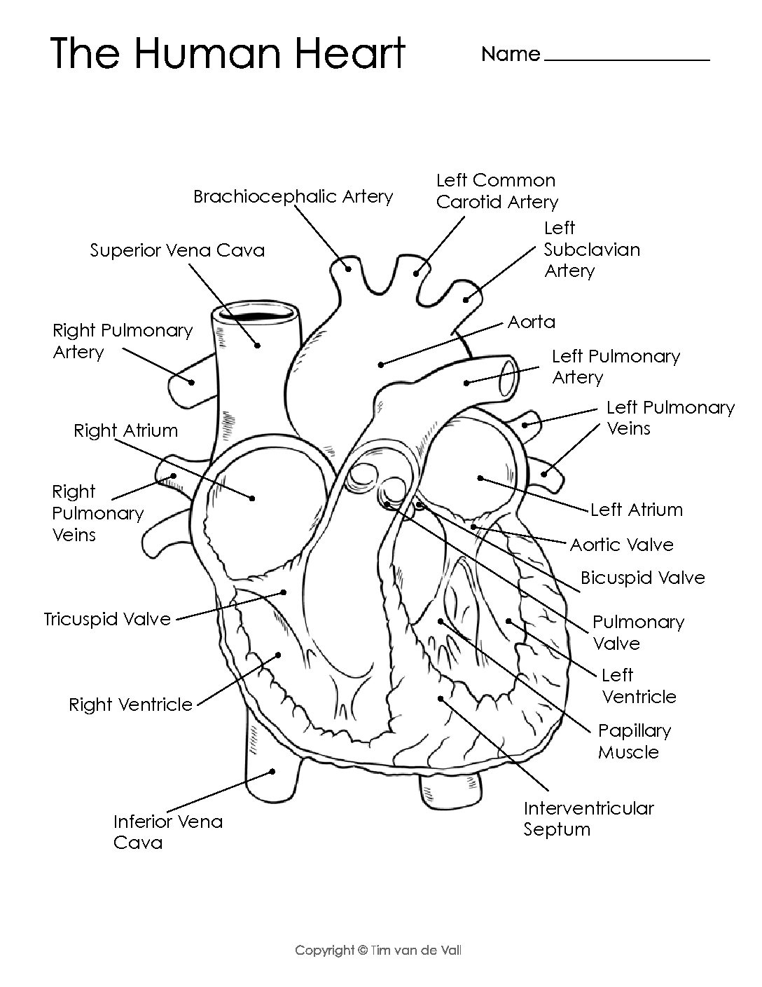 Human heart diagram black and white Tim s Printables