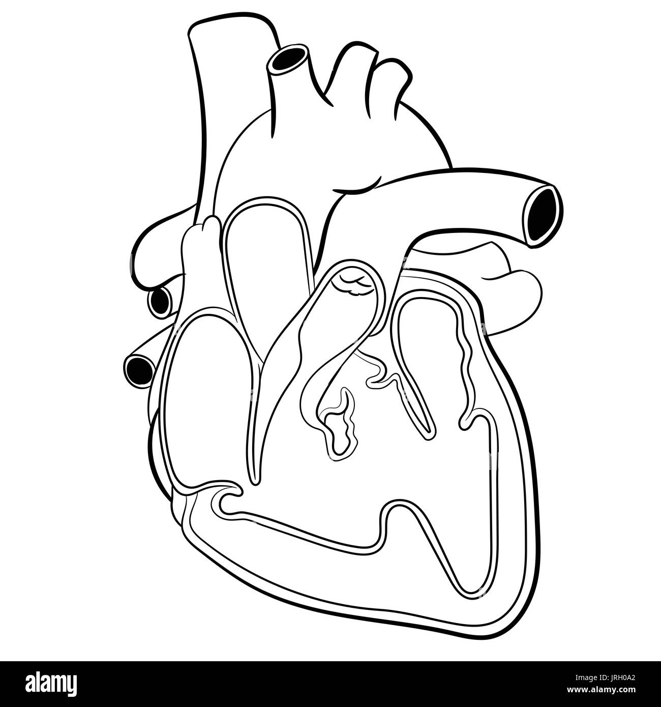 Human Heart Pulmonary Valve Black And White Stock Photos Images Alamy