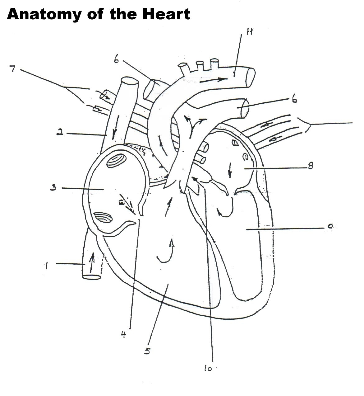 Human Heart Worksheet Blank Sketch Coloring Page