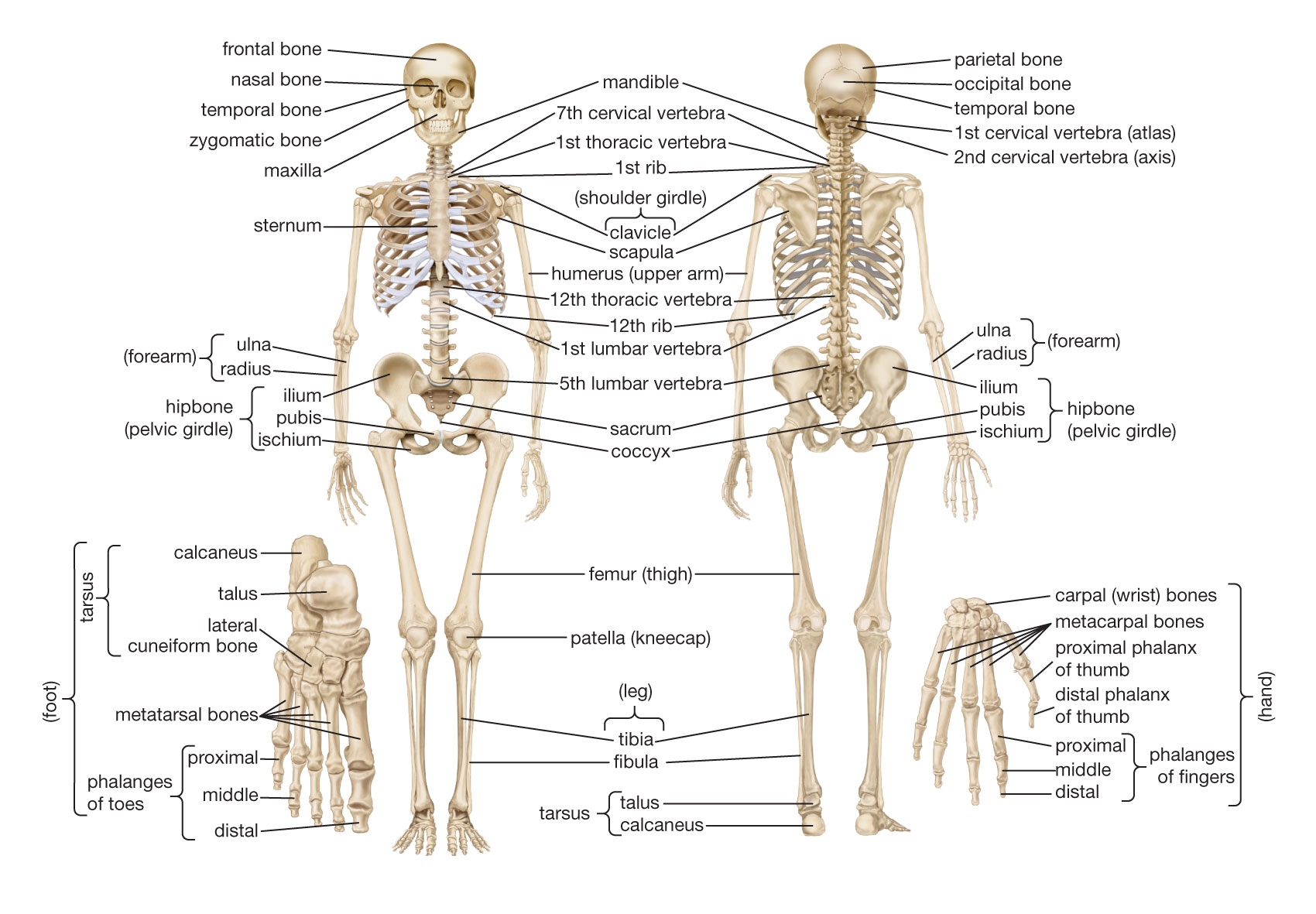 Diagram Of A Skeleton With Label