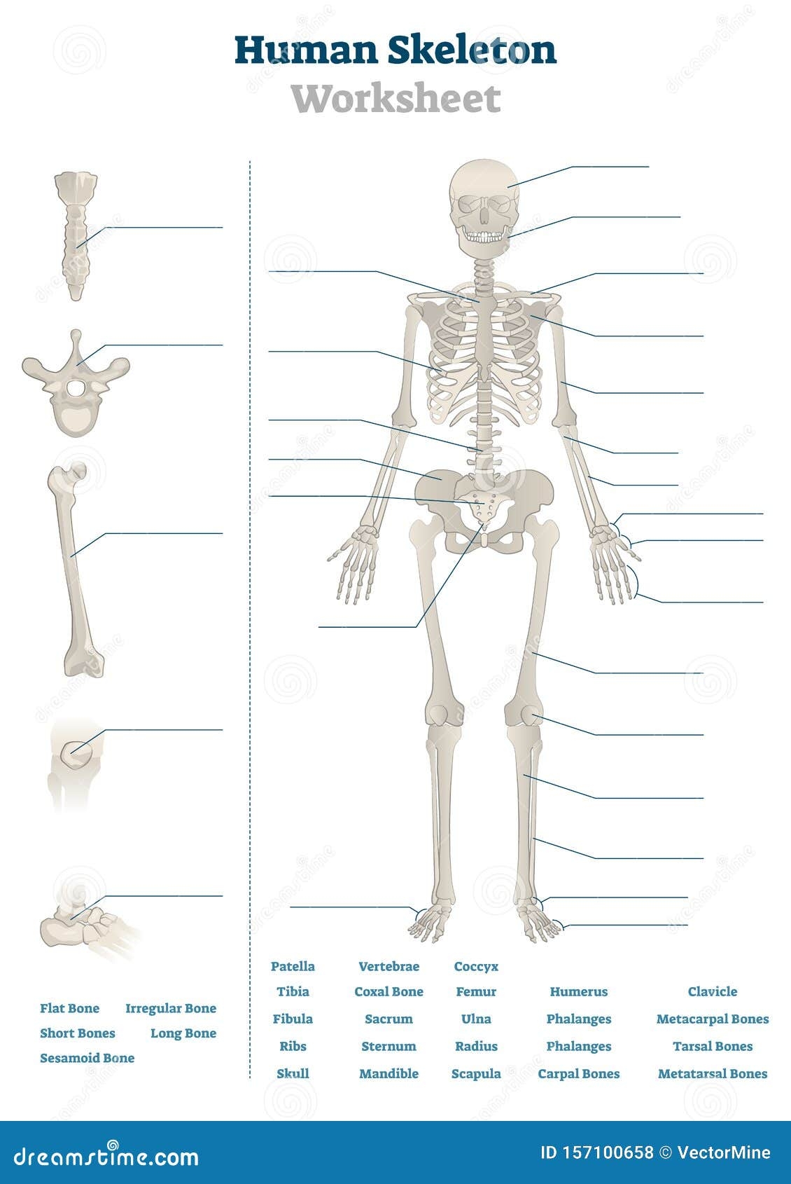 Unlabelled Diagram Of The Skeletal System