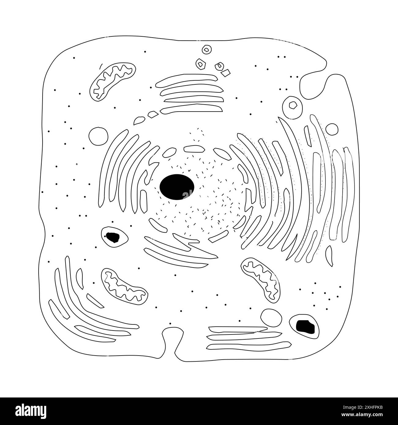 Illustration Animal Cell Cell Nucleus Black And White Stock Photos Images Alamy