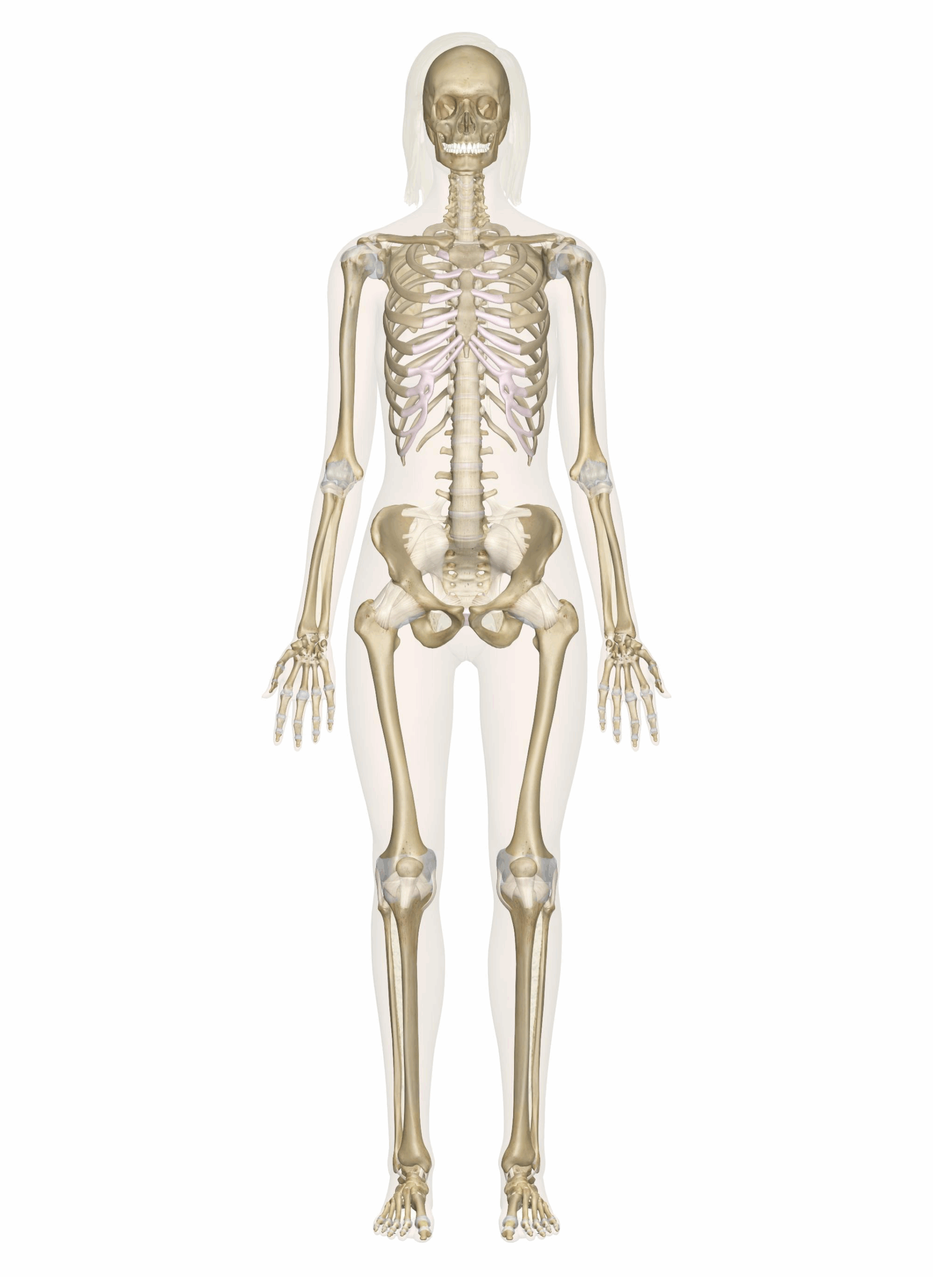 Interactive Guide To The Skeletal System Innerbody
