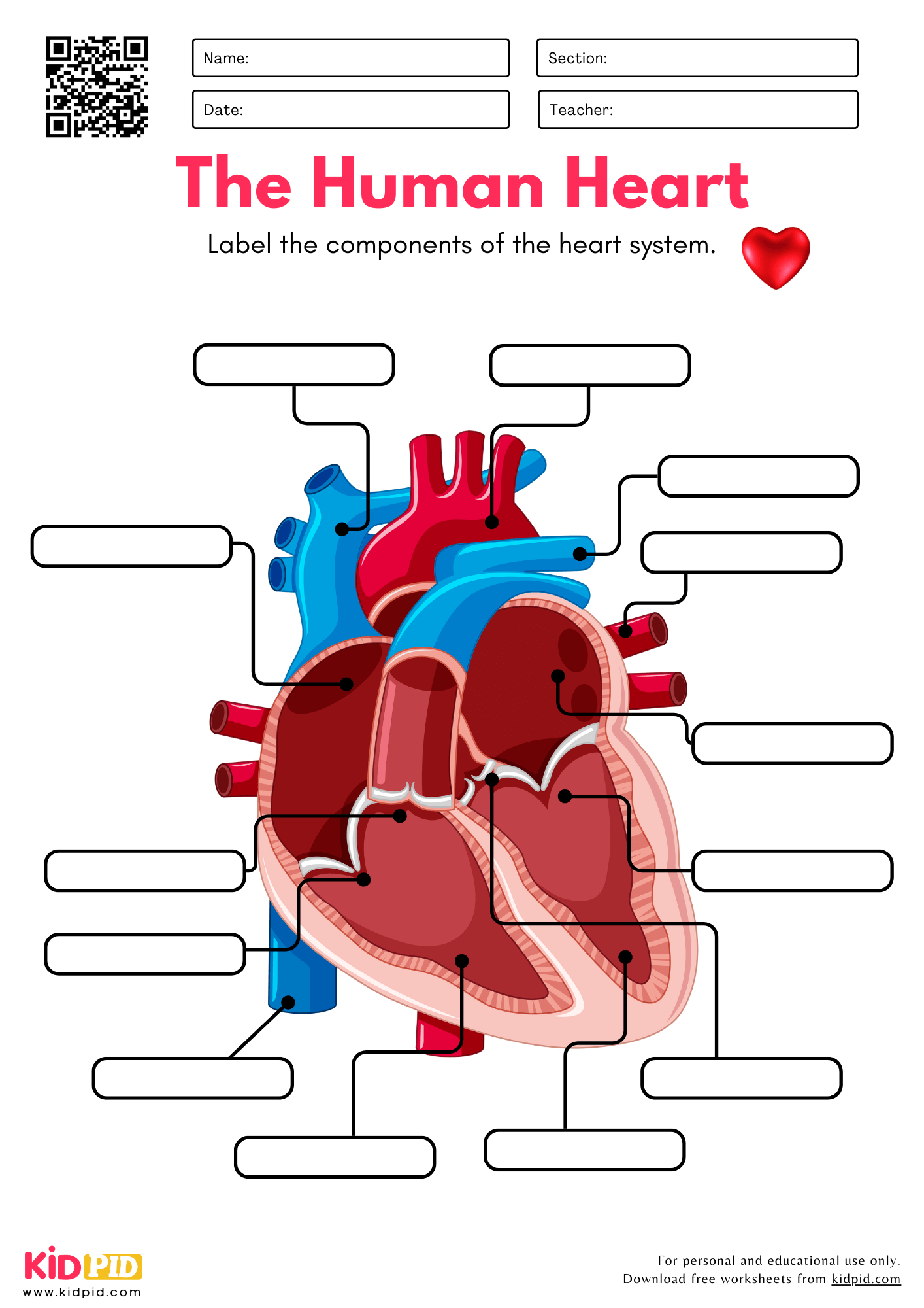 Free Printable Human Heart Worksheets