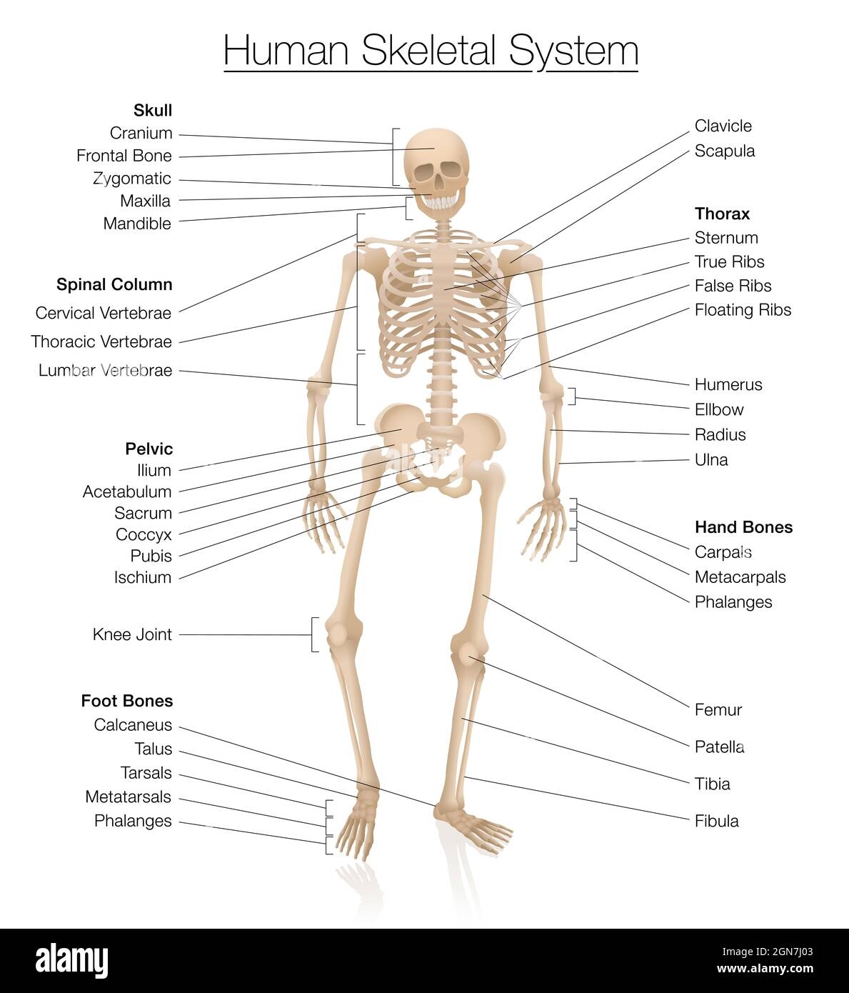 Labeled Human Bones Hi res Stock Photography And Images Alamy