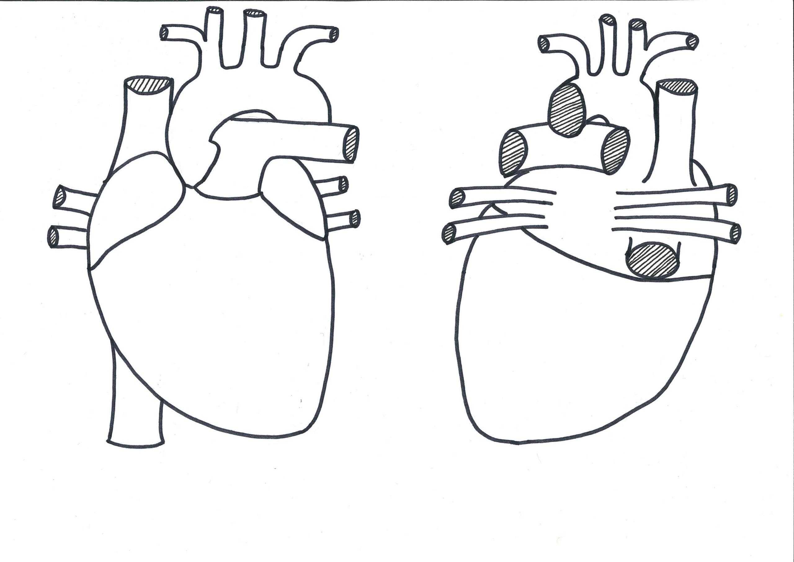 Leiden Student Drawing Heart No Labels AnatomyTOOL