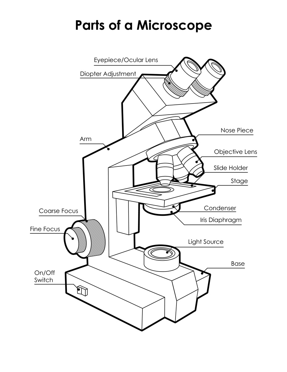 Microscope Diagram Labeled Unlabeled And Blank Parts Of A Microscope