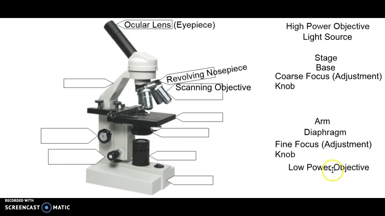 Picture And Label Of Microscope