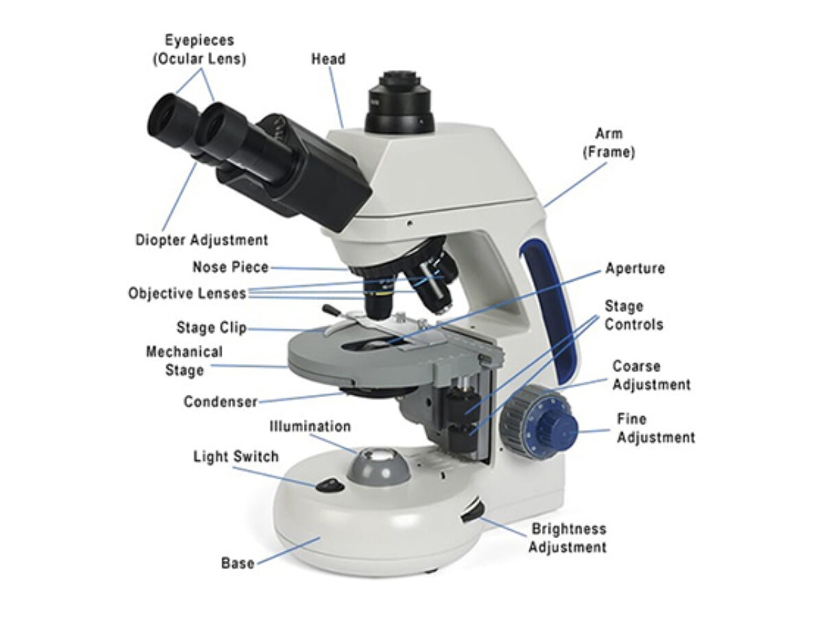 Microscope Part A Guide To Functions And Uses