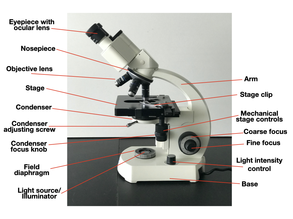 Microscopy Background College Biology II Laboratory