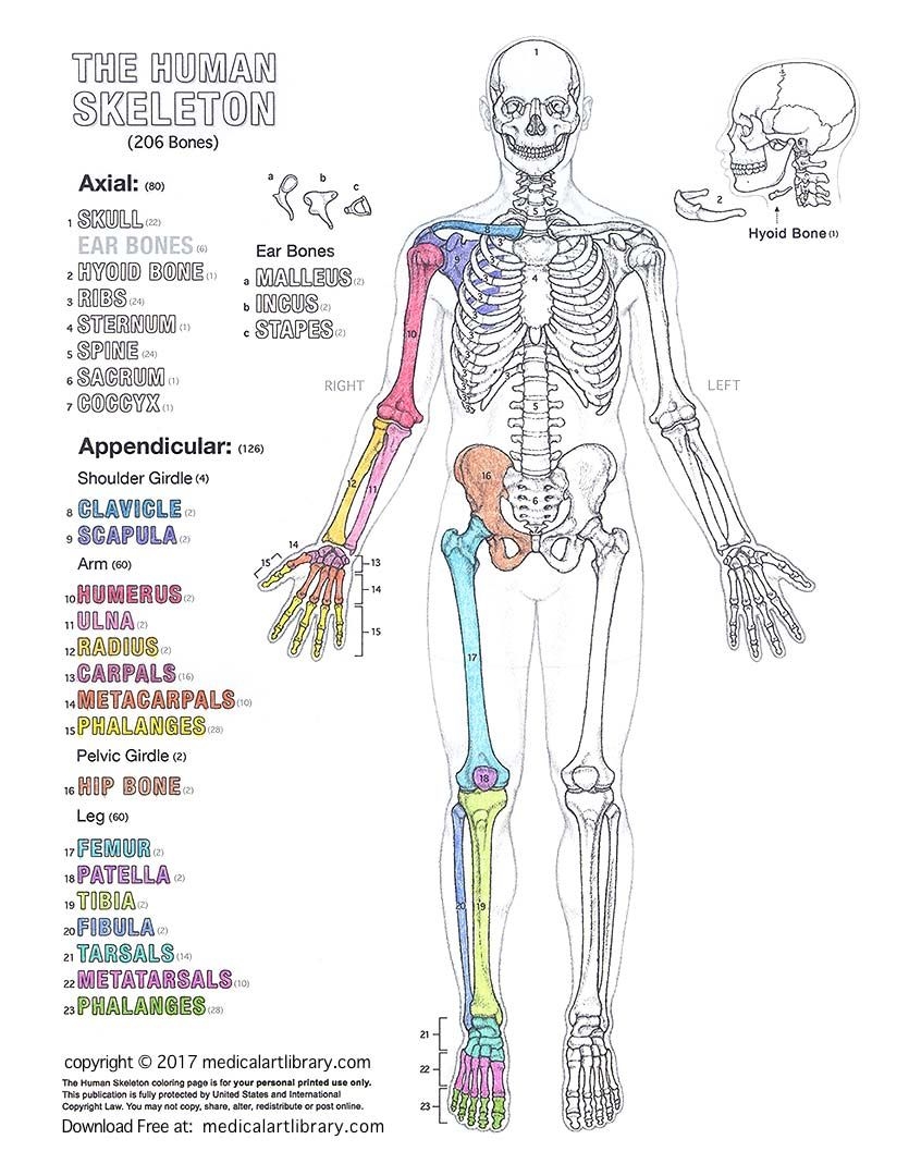 My Bones Chart Learning Can Be Fun Help Students Learn The Basic Bone Structure Of Their Bo Human Body Anatomy Human Body Vocabulary Human Skeleton Anatomy