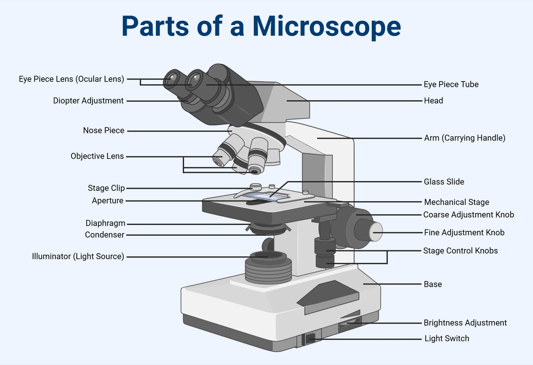 Parts Of A Microscope With Functions And Labeled Diagram