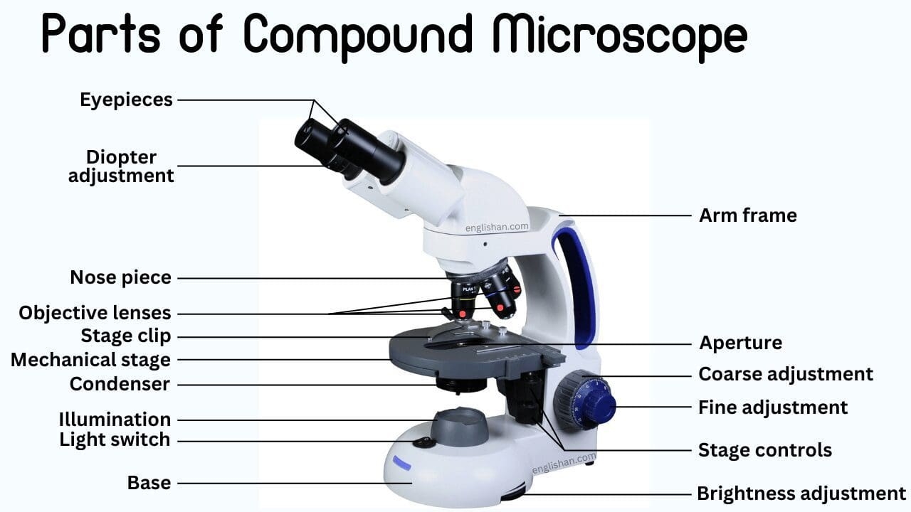 Parts Of Compound Microscope Englishan