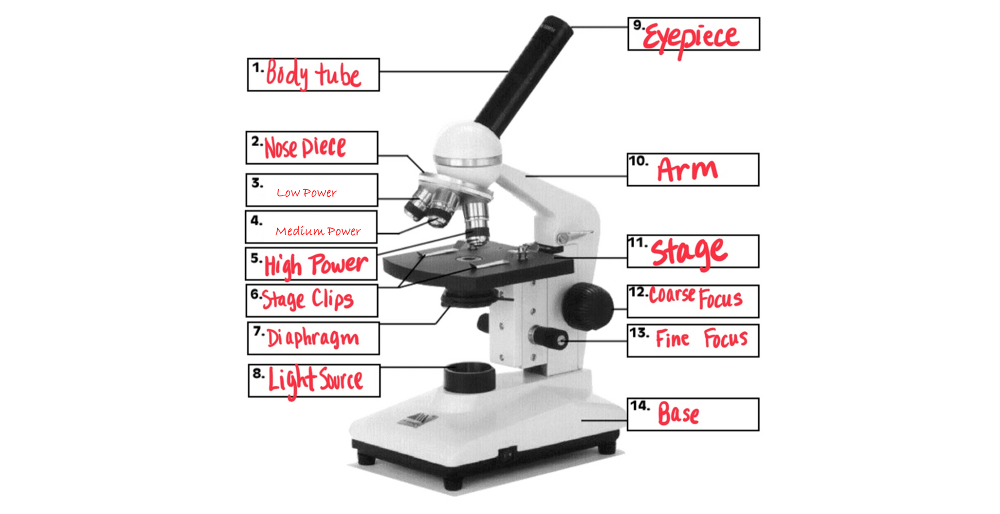 Parts Of The Microscope Genially