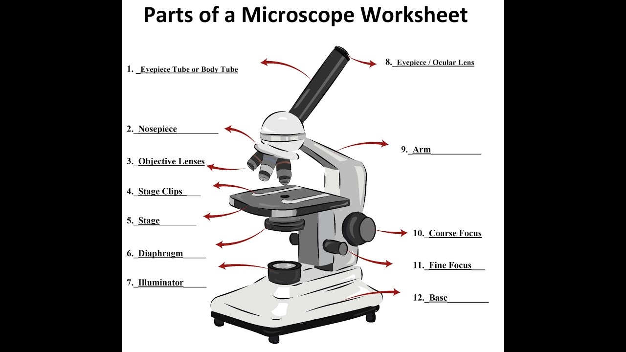 14 Parts Of A Microscope