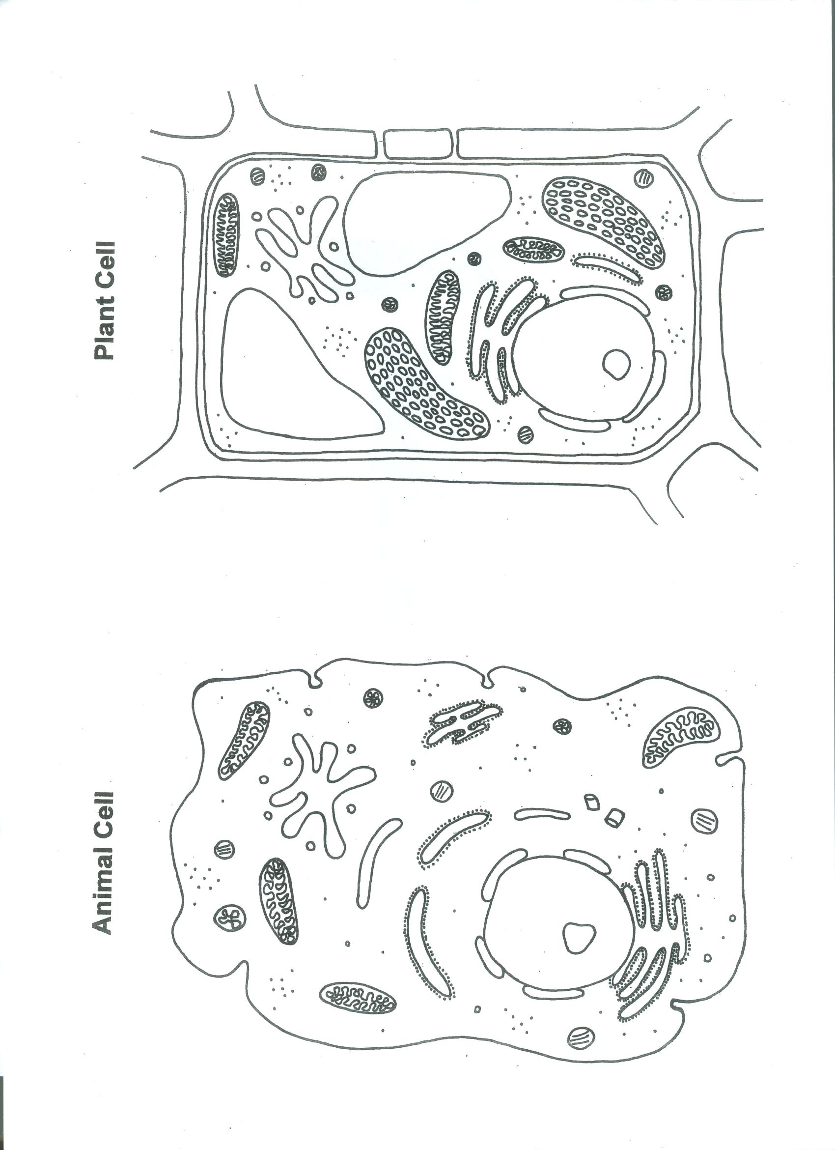 Animal And Plant Cell Blank Diagram