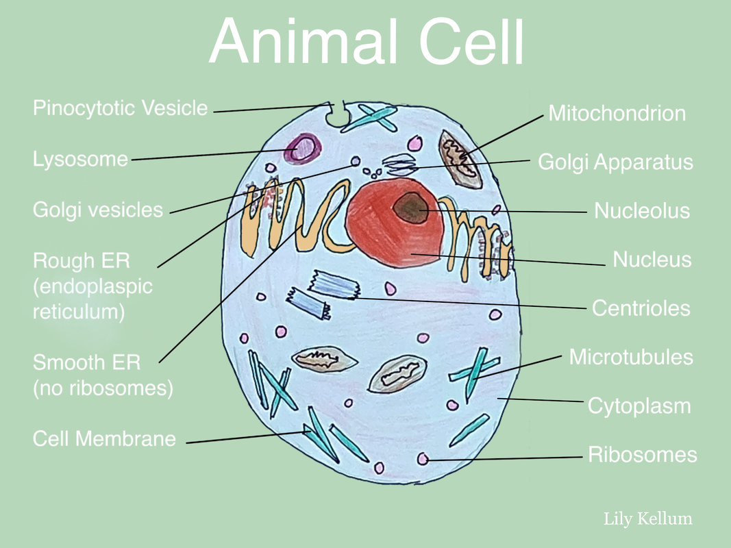 7Th Grade Animal Cell Labeled