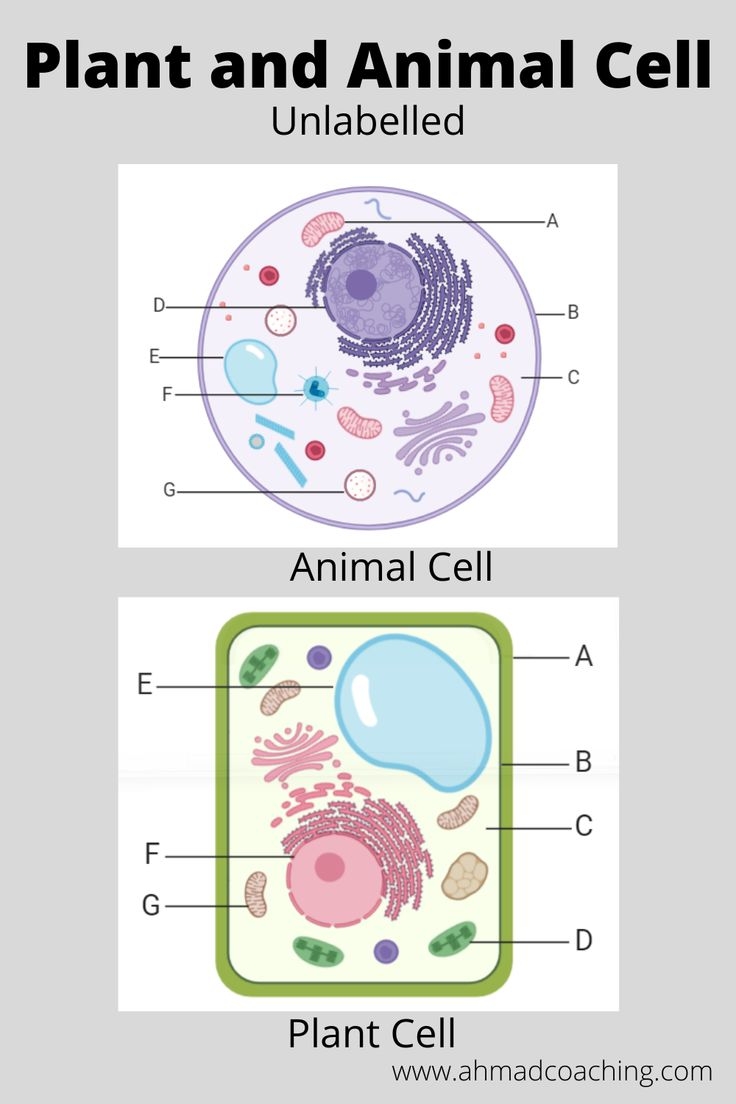 Plant And Animal Cell Unlabelled Diagram