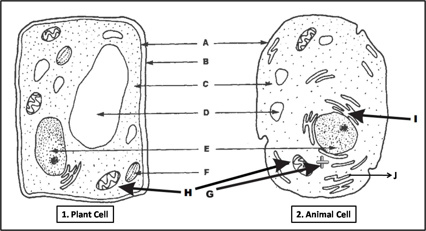 Diagram Of Animal Cell Unlabeled