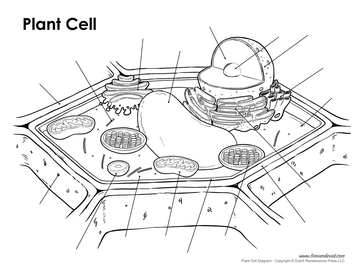 Plant cell diagram unlabeled Tim s Printables