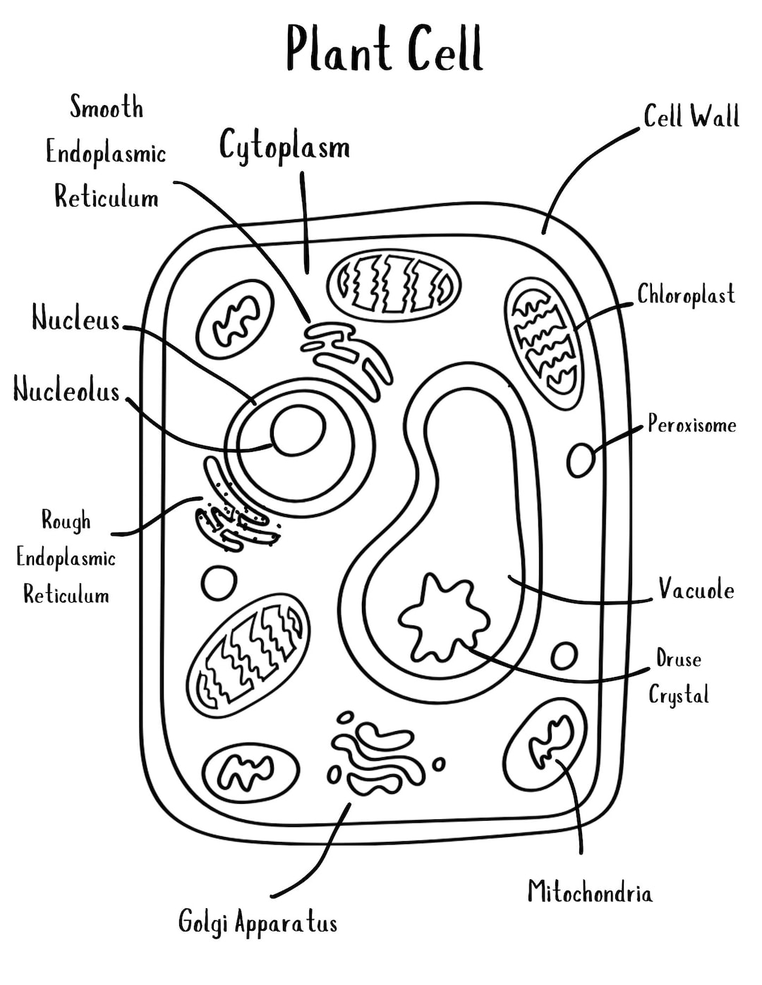 Plant Cell Printable Biology Digital Download Homeschool Curriculum Etsy