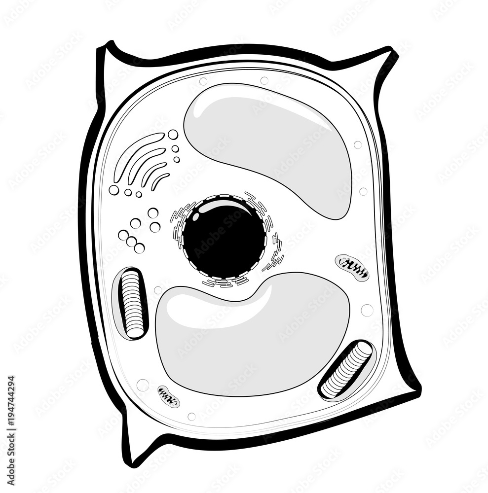 Plant Cell Structure Black And White Vector Line Icon Stock Vector Adobe Stock