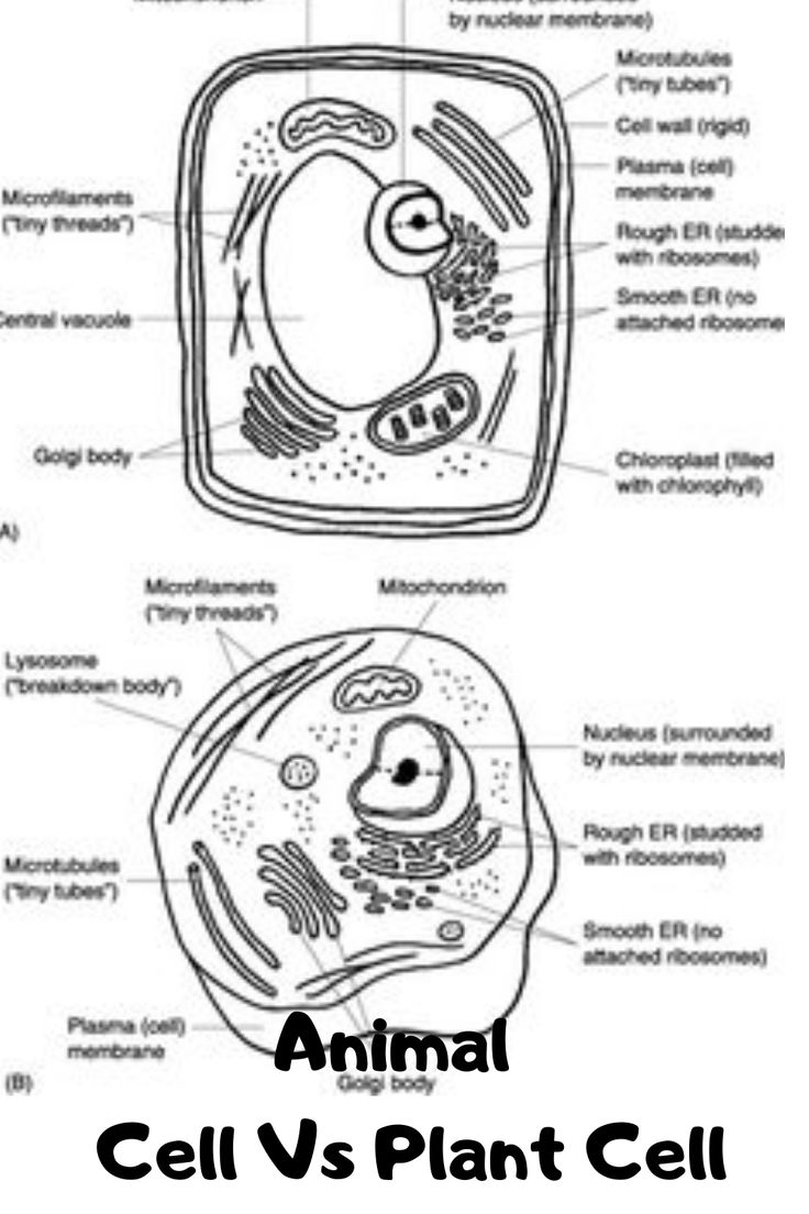 Plants VS Animal Cell Diagram Label Black White