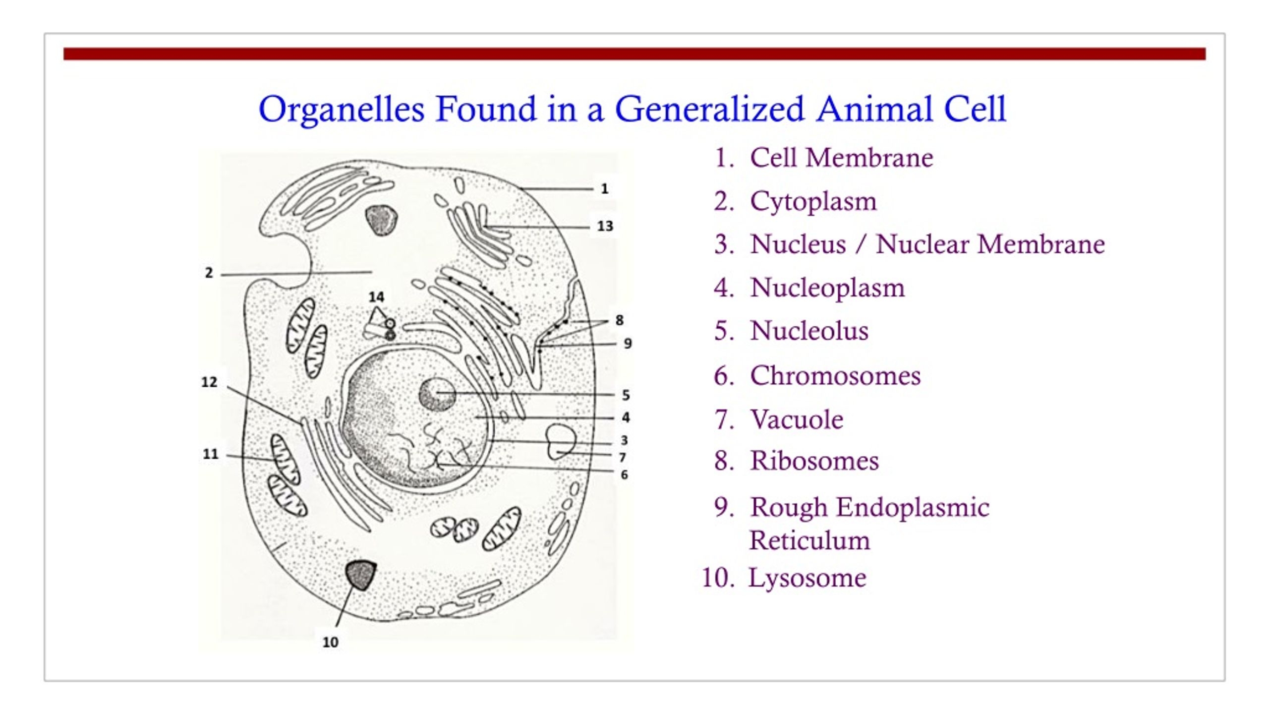 PPT Exploring Organelles In Animal Cells Functions And Structures PowerPoint Presentation ID 8794288