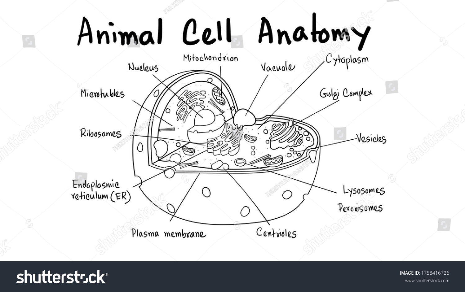 Scientific Animal Cell Diagram Kids Educational Stock Vector Royalty Free 1758416726 Shutterstock