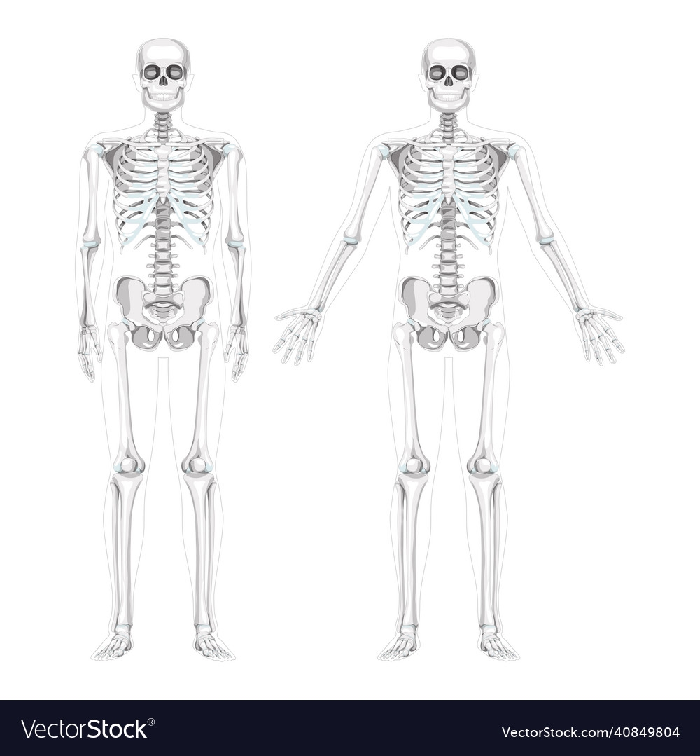 Unlabeled Diagram Of The Skeleton